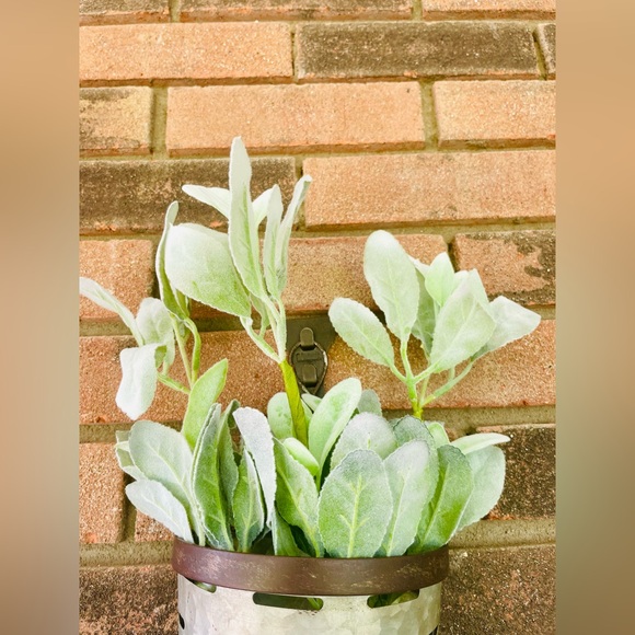 *Lamb’s Ear Pick, 13”, Bundle of 3 - Picture 4 of 13